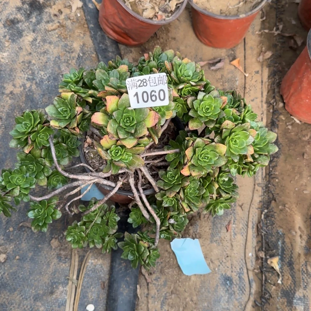 徐*人绿茶多肉瑕疵1060满28包邮断枝不包
