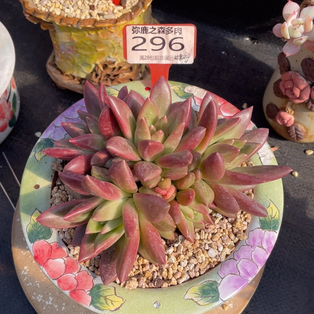 弥鹿之森多肉0296