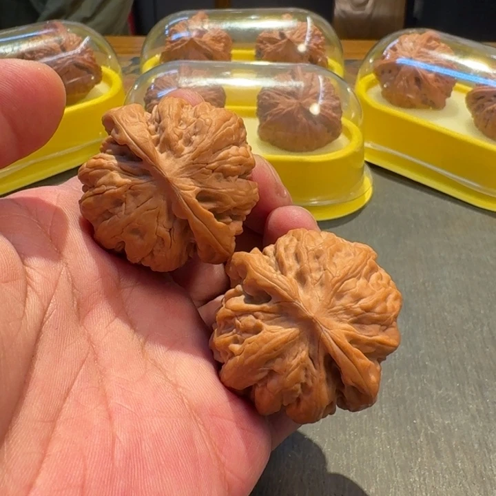 2025核桃季精品九龙41