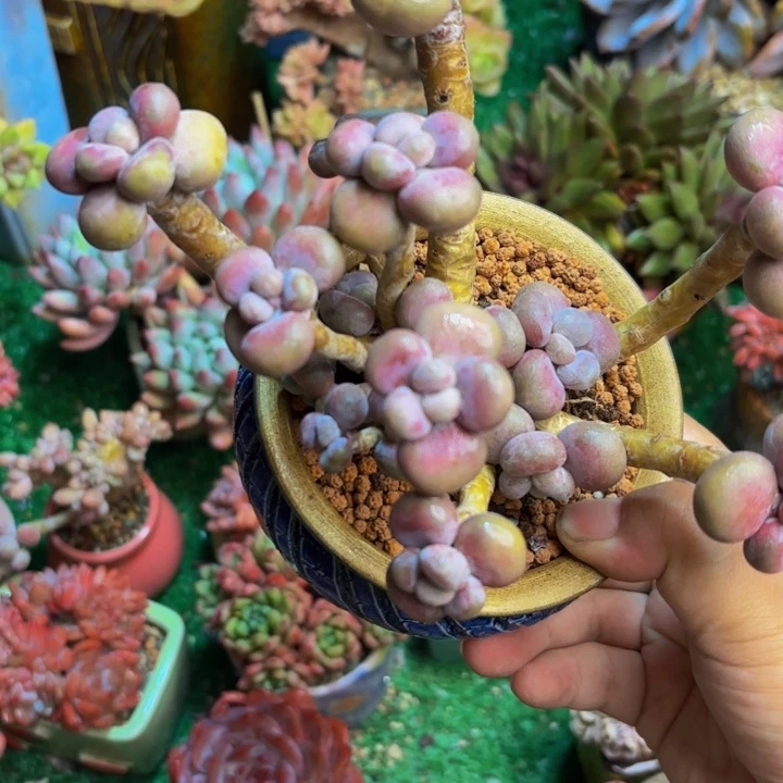 腰子蛋老桩一颗 脱土发货