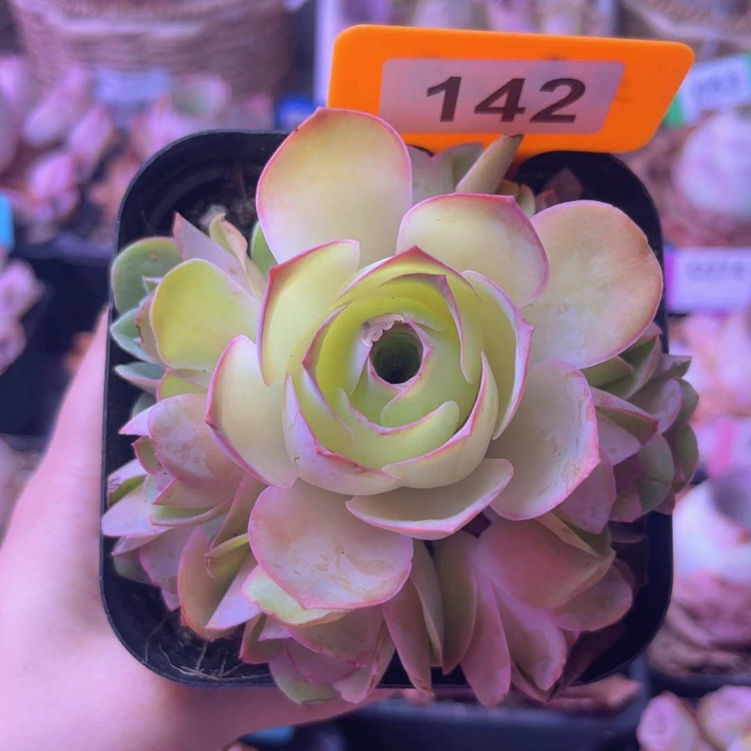 油画玫瑰群一物一拍142