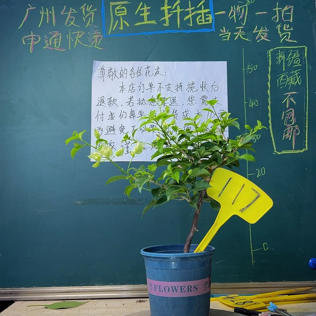 当前无花栽培后可以开花福利 白雪公主117