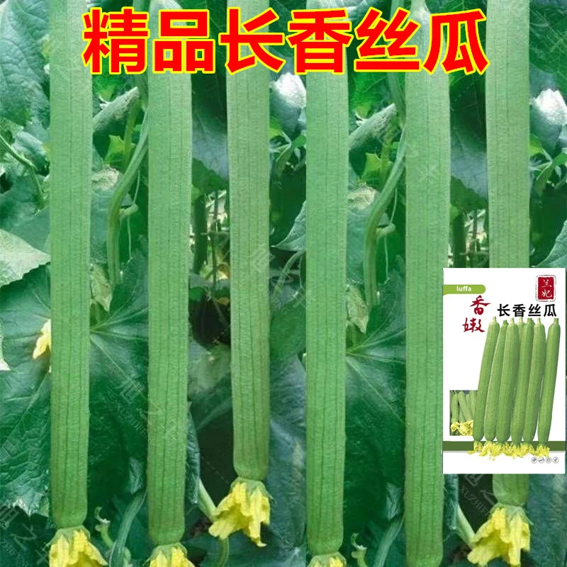 【长香丝瓜种子】高产早熟丝瓜种籽子四季田园庭院蔬菜种孑
