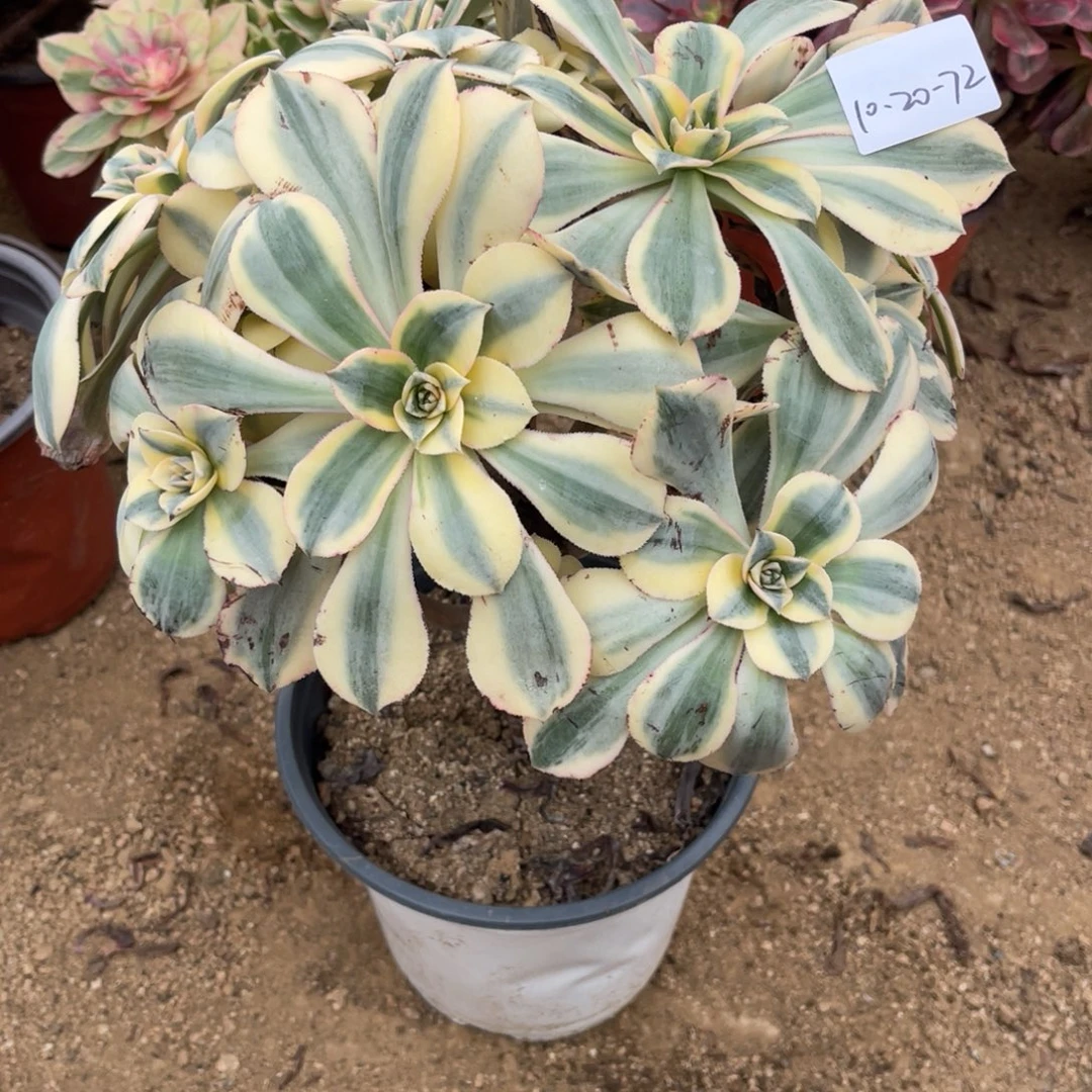 10.20-72灿烂掐心绣球多肉