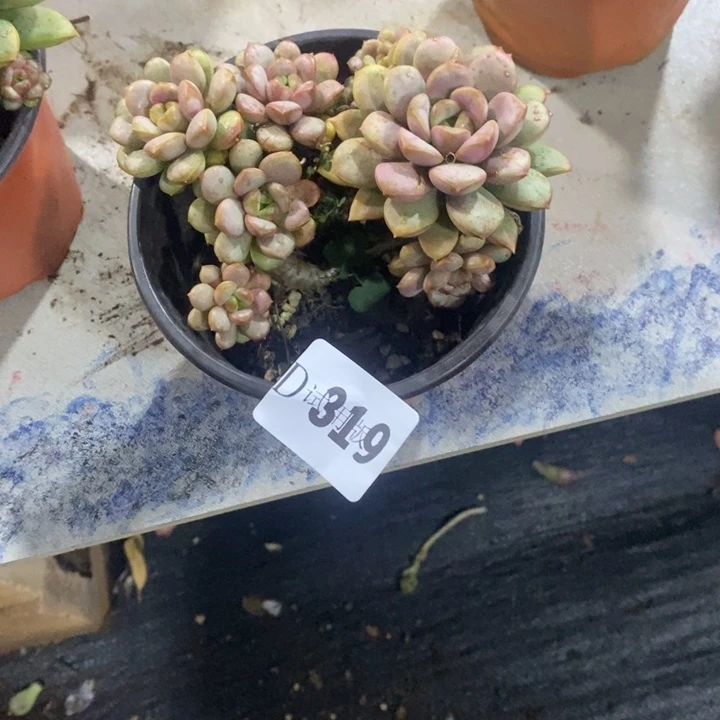 宇***媒319葡萄多肉植物多肉