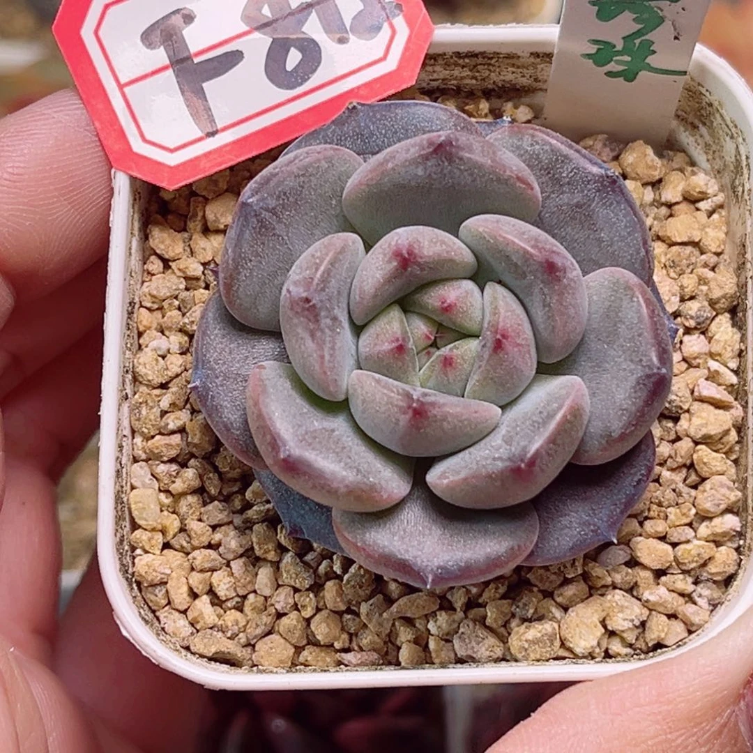 ?****eF812一物一拍 黑珍珠