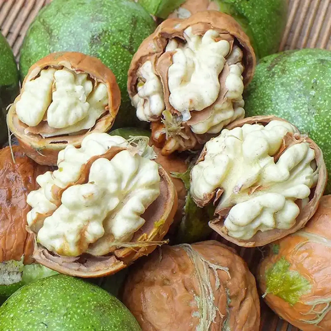 云南永平青皮核桃