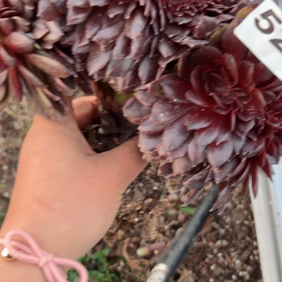 520 号多肉植物法师新年福利