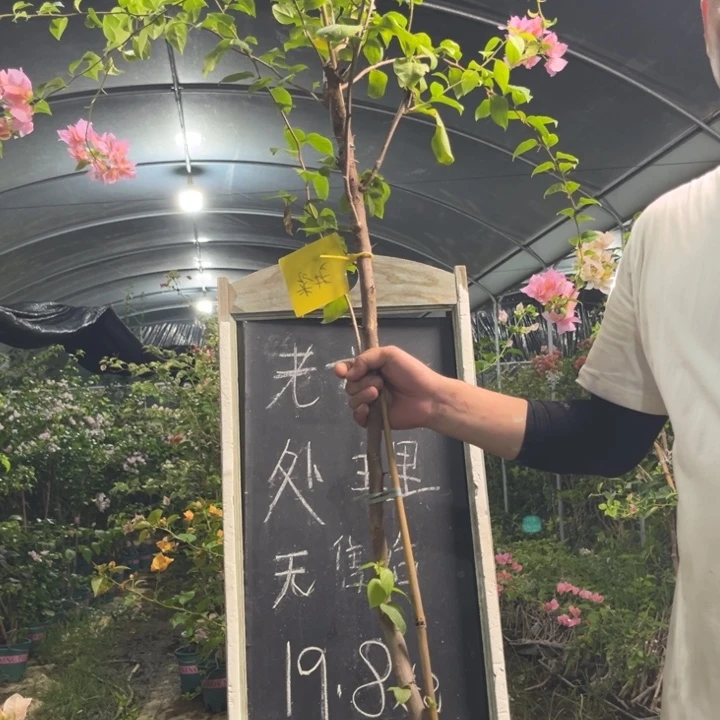 无花朵三角梅三角梅975