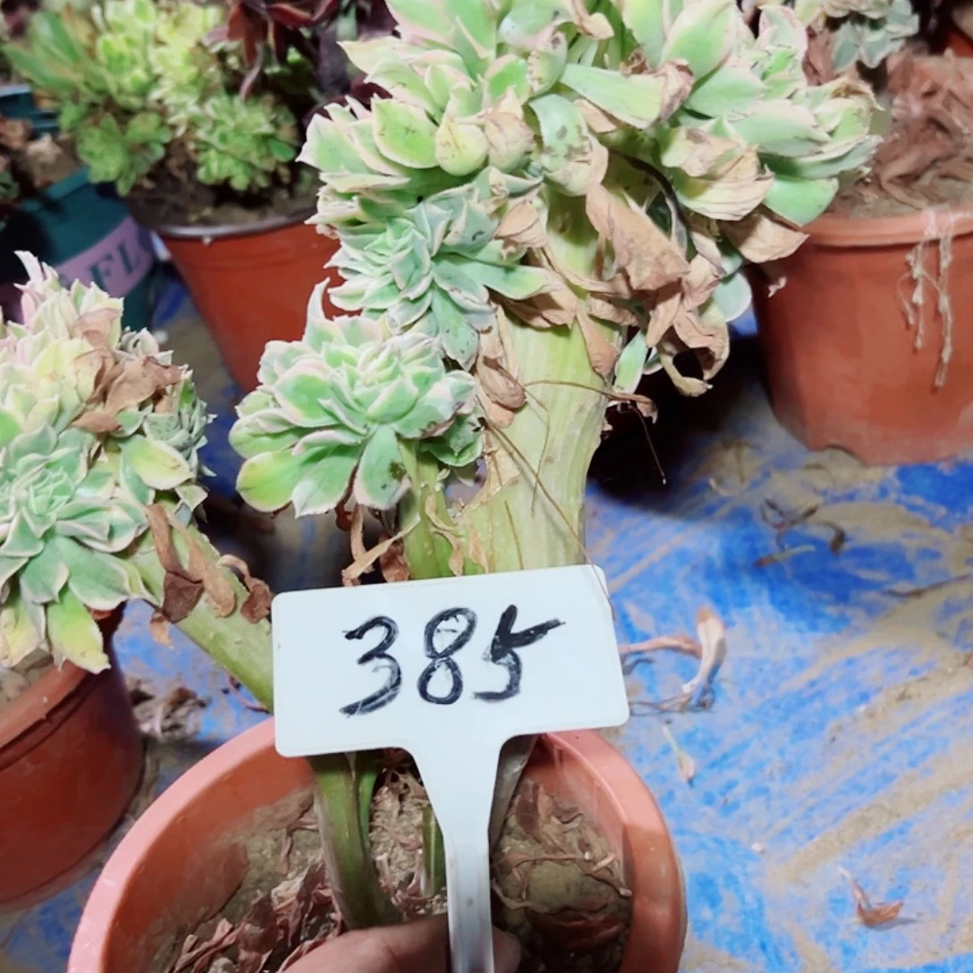 多肉植物灿烂缀花处理