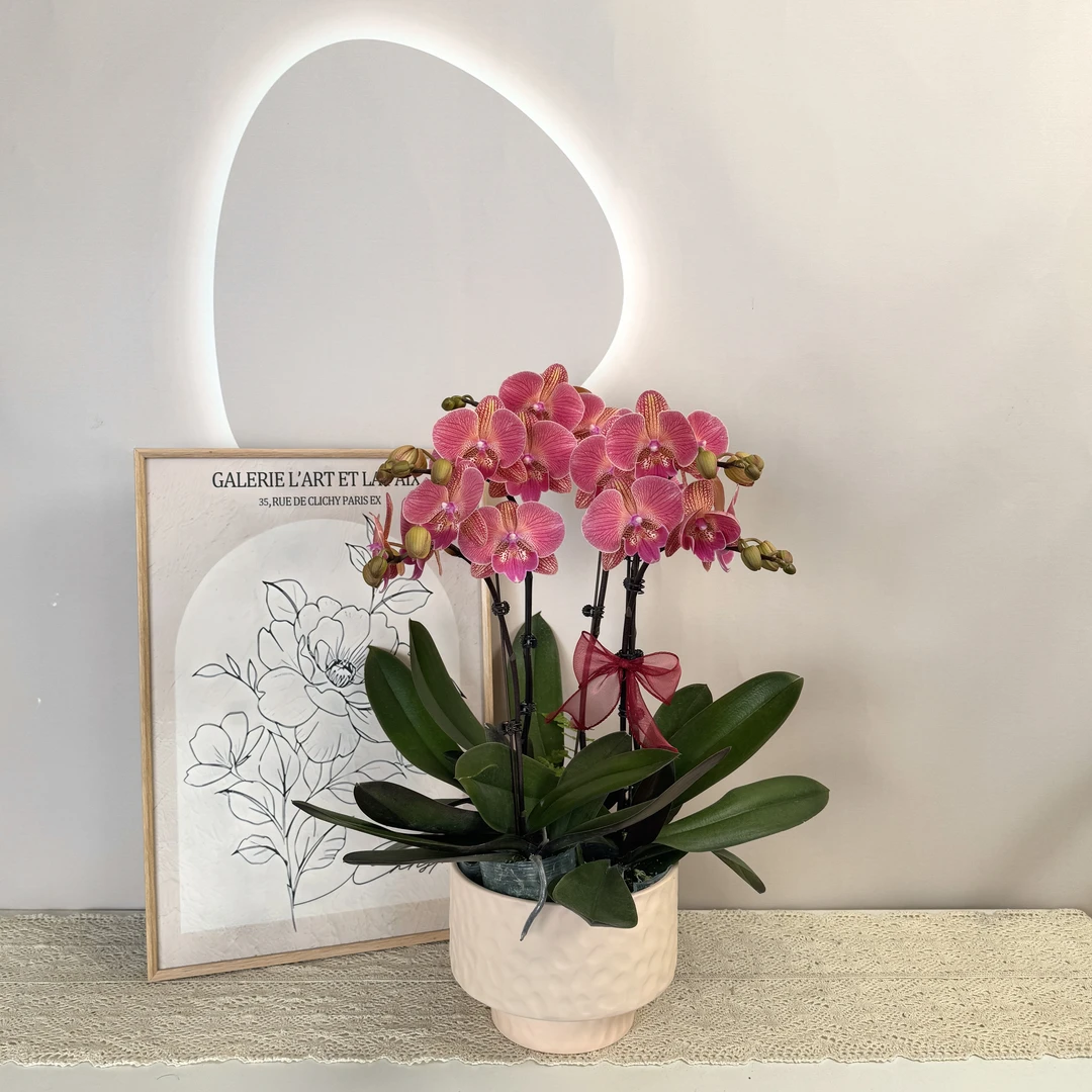 【美人鱼】蝴蝶兰 橘粉色线条感大花型 室内高端装饰绿植 源头基地