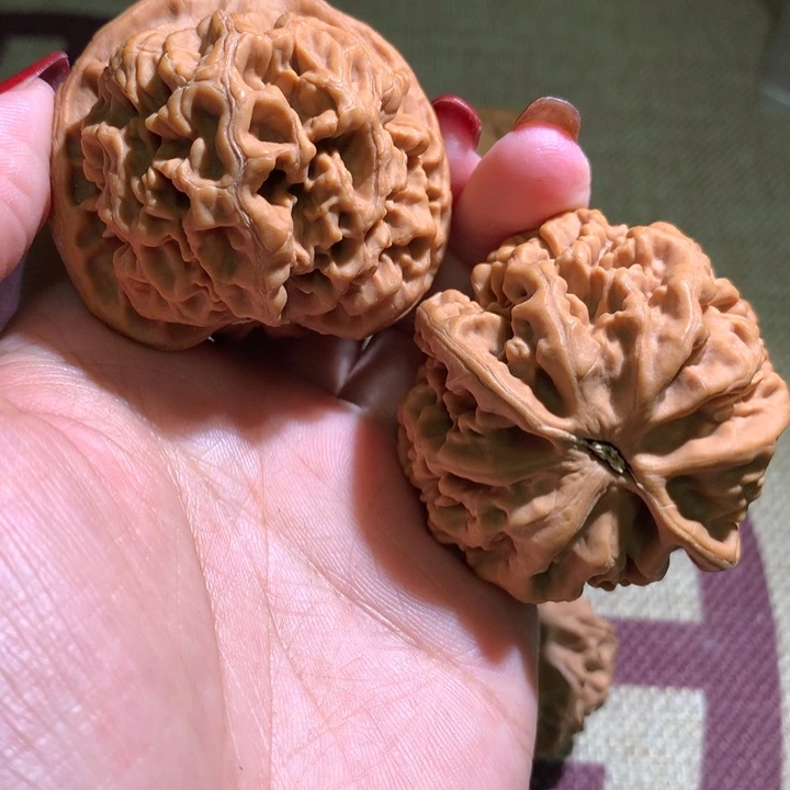 哲*108珊瑚纹0000000