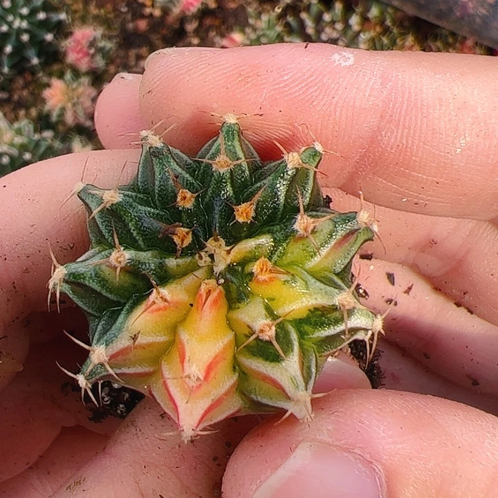 当前无花栽培后可以开花147