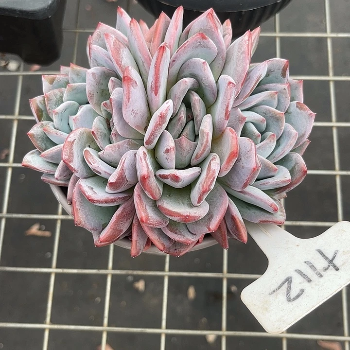 两单包邮，一物一拍112嫦娥杂交