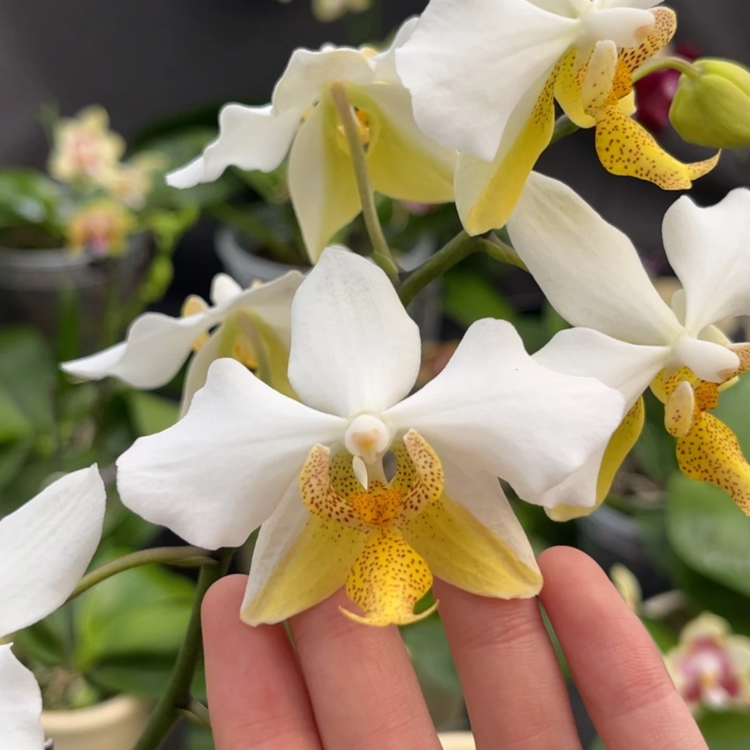 完全开放2.5寸1189开花株