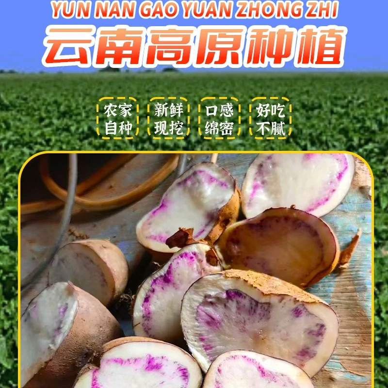 云南会泽转心乌山地老品种洋芋粉面干香现挖包邮