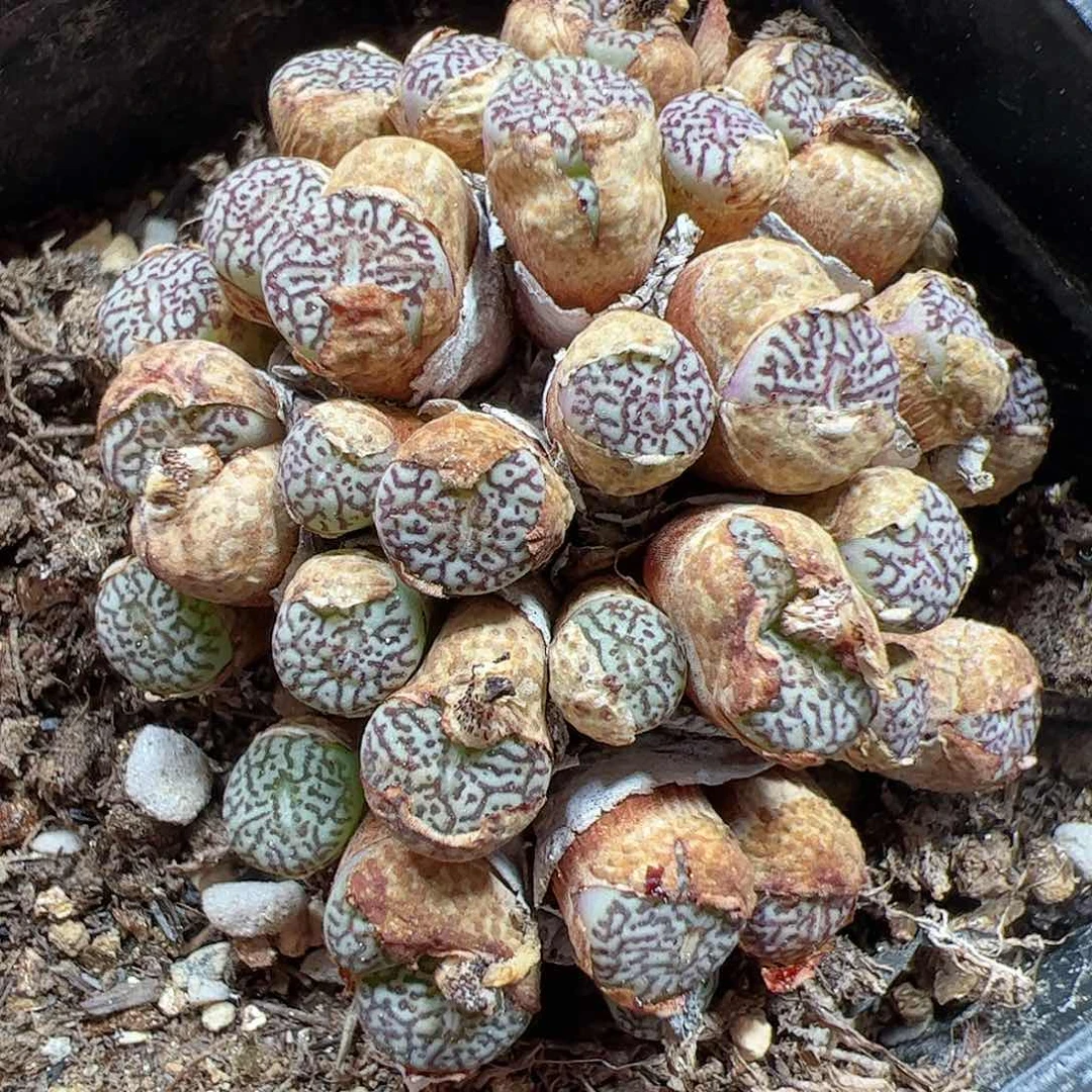 【闪购商品】172 开播福利