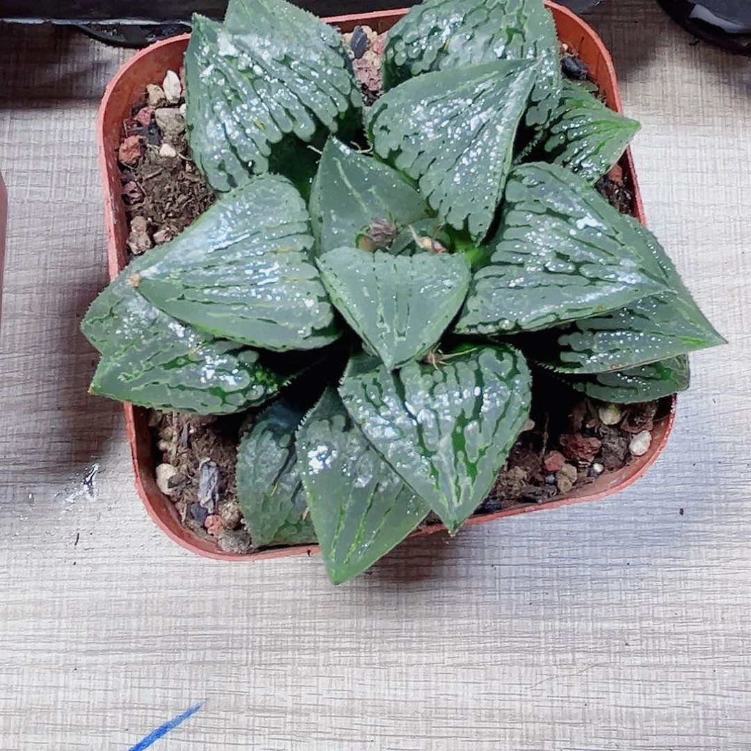 马丽丽多肉植物6666