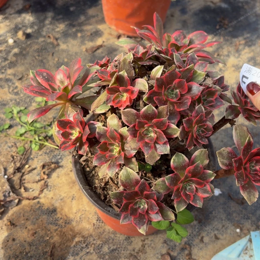 444多肉植物捧花的时候