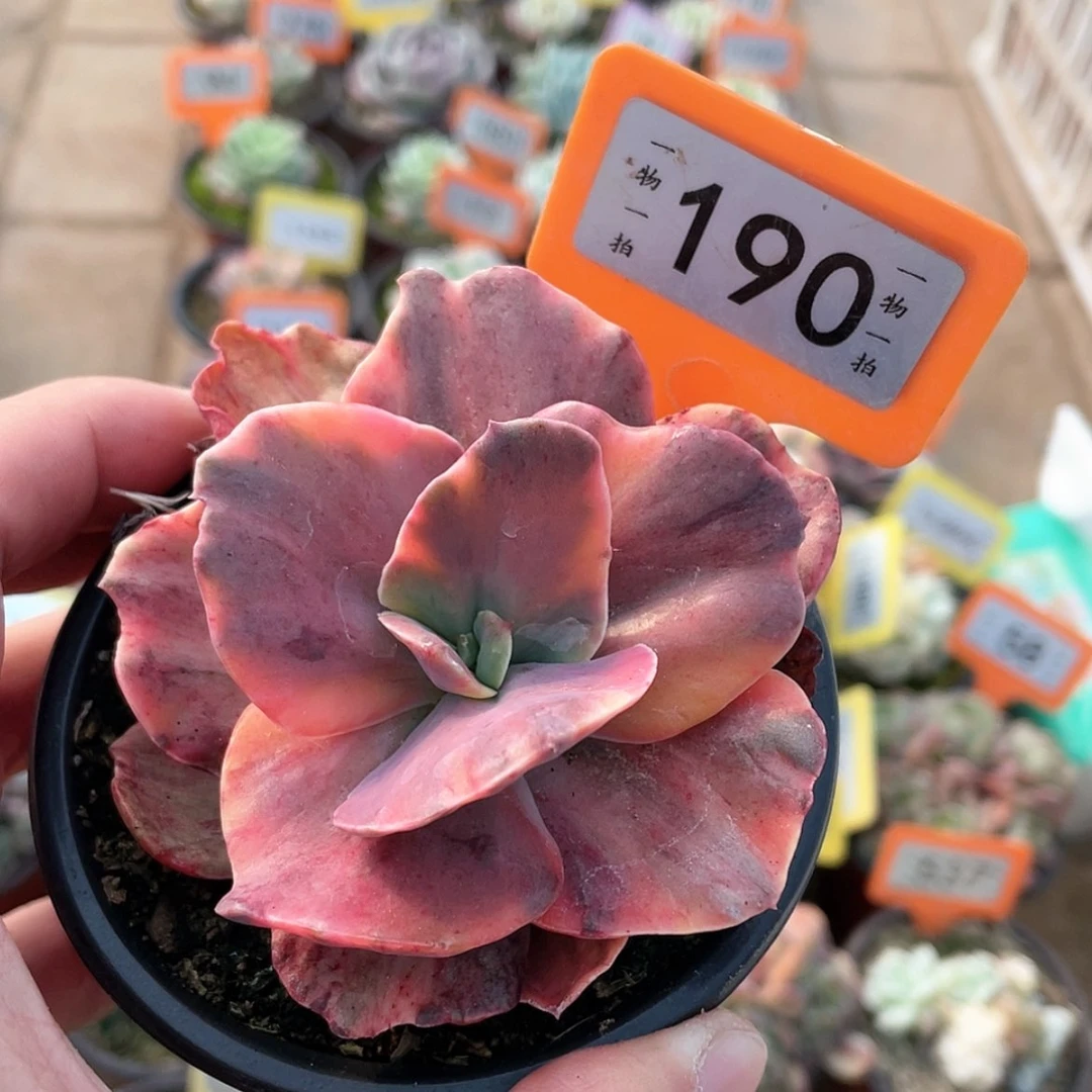 【闪购商品】190号