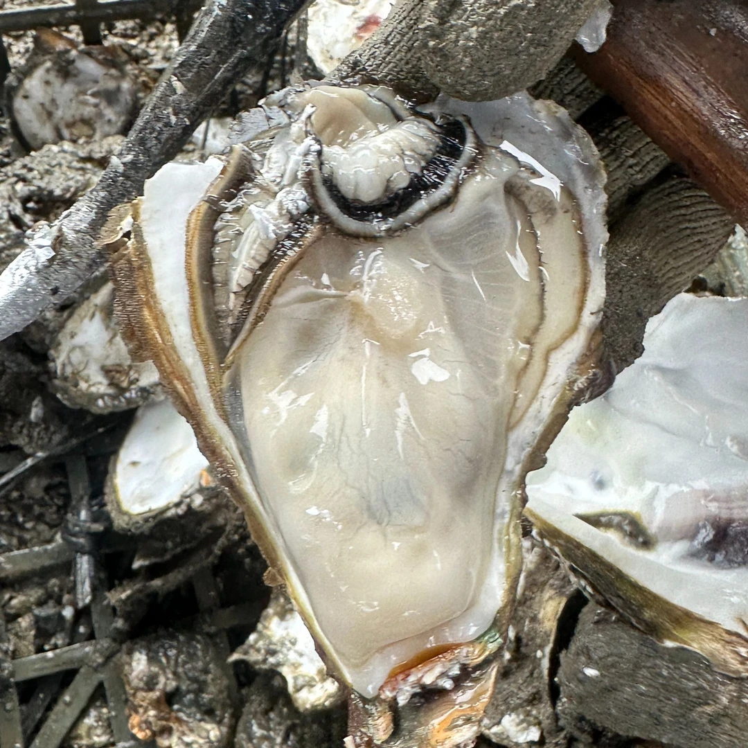 【5斤】正宗铁涌赤岸大生蚝 码头现捞直发  包活