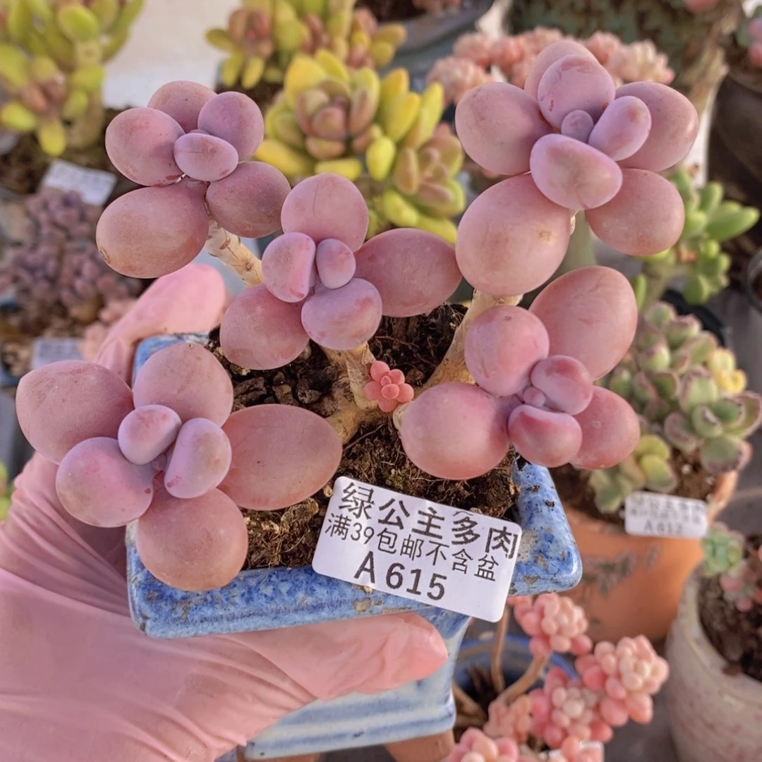 糖果桃蛋老桩8cm615多肉酱