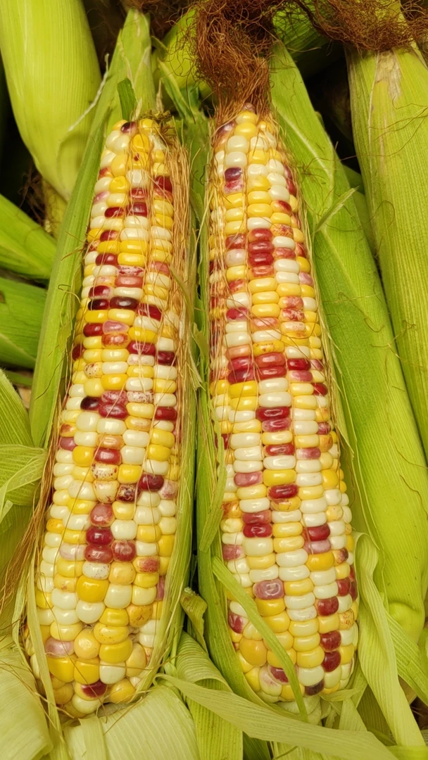 现摘现发 新鲜带皮花糯玉米当季现摘甜糯可口可代餐