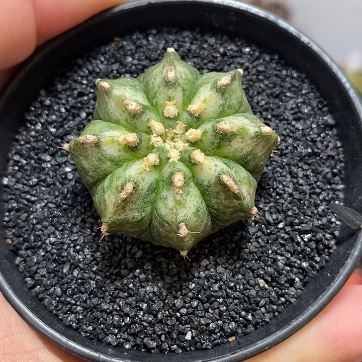 白海神—带盆土发货15