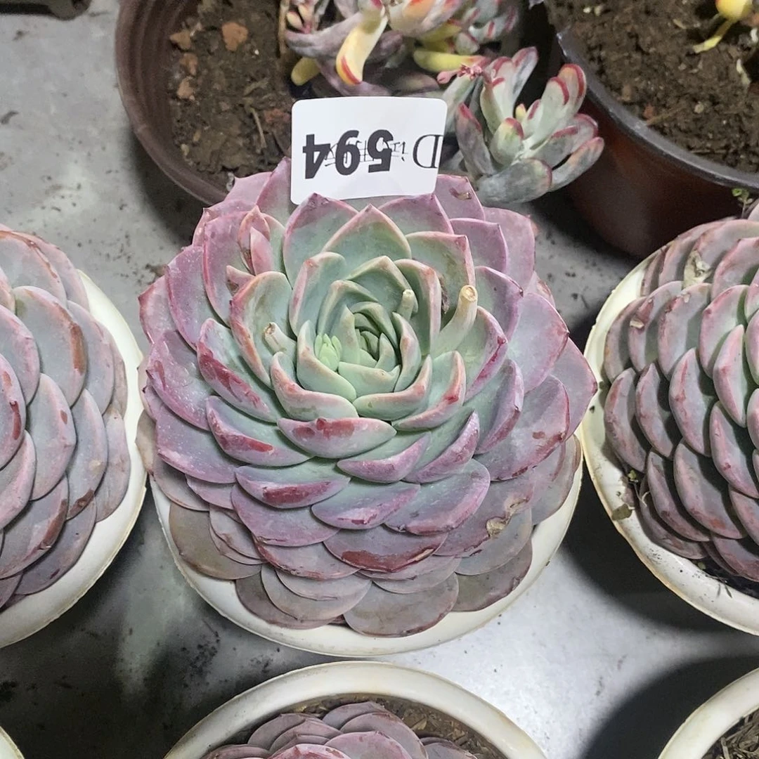 其*594恩宠多肉植物