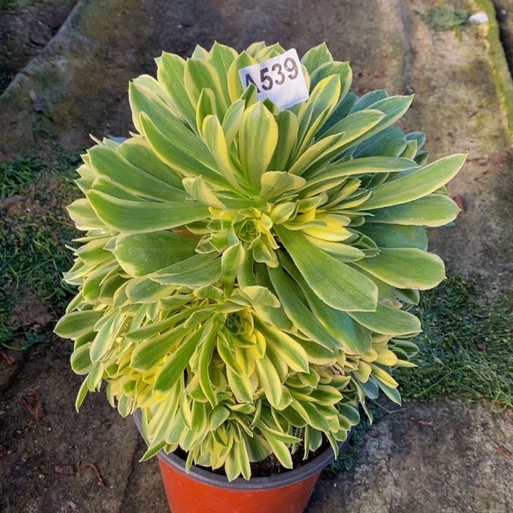 碧玉多肉植物539