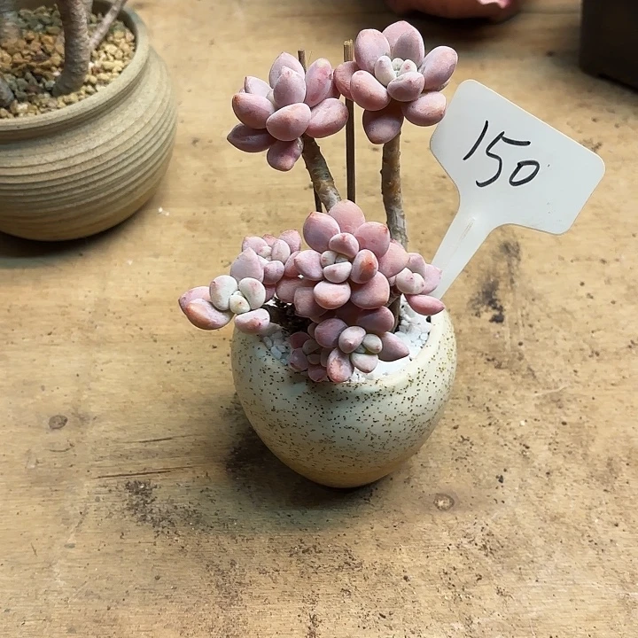 多肉植物，落神150号