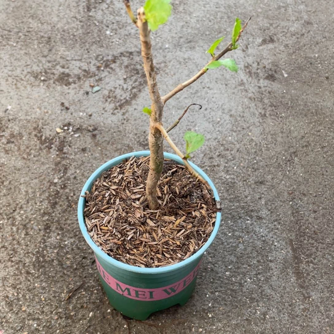 怀特橄榄一物一拍