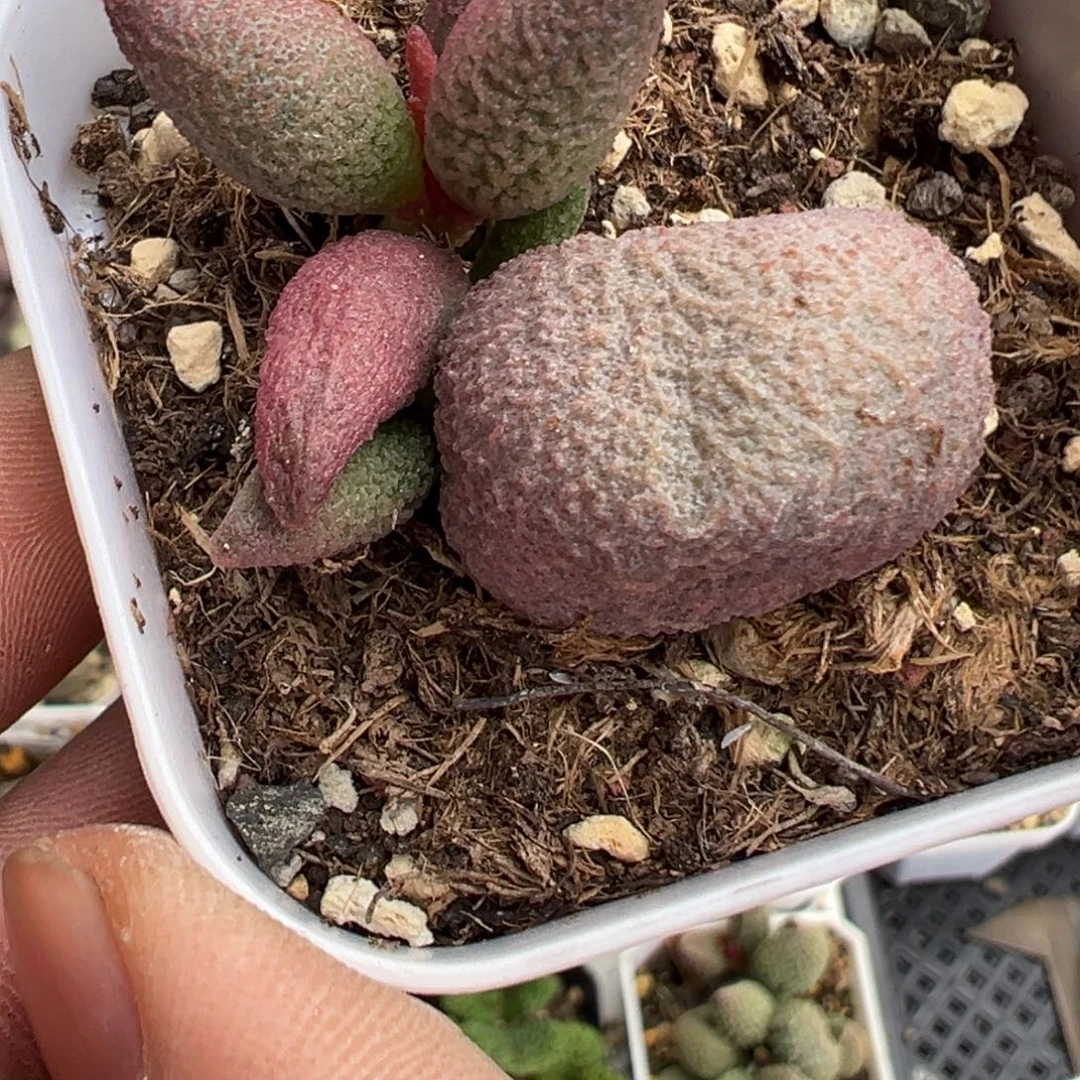 糖果苗子多肉植物水泡