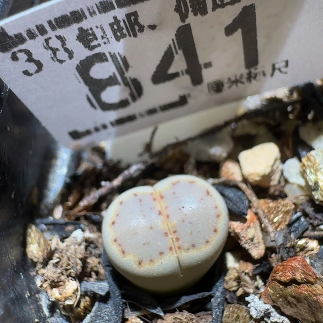 Sssss精品生石花841