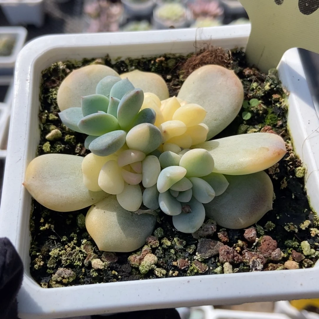10梦露锦多肉植物