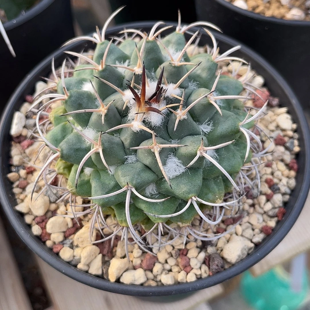 雲***輕仙人球梦幻城带盆一物一拍