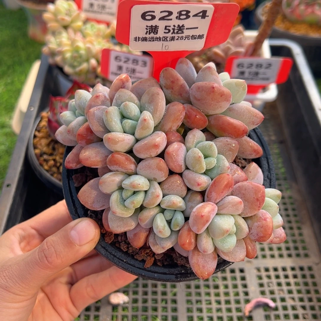 表妹精品多肉6284.