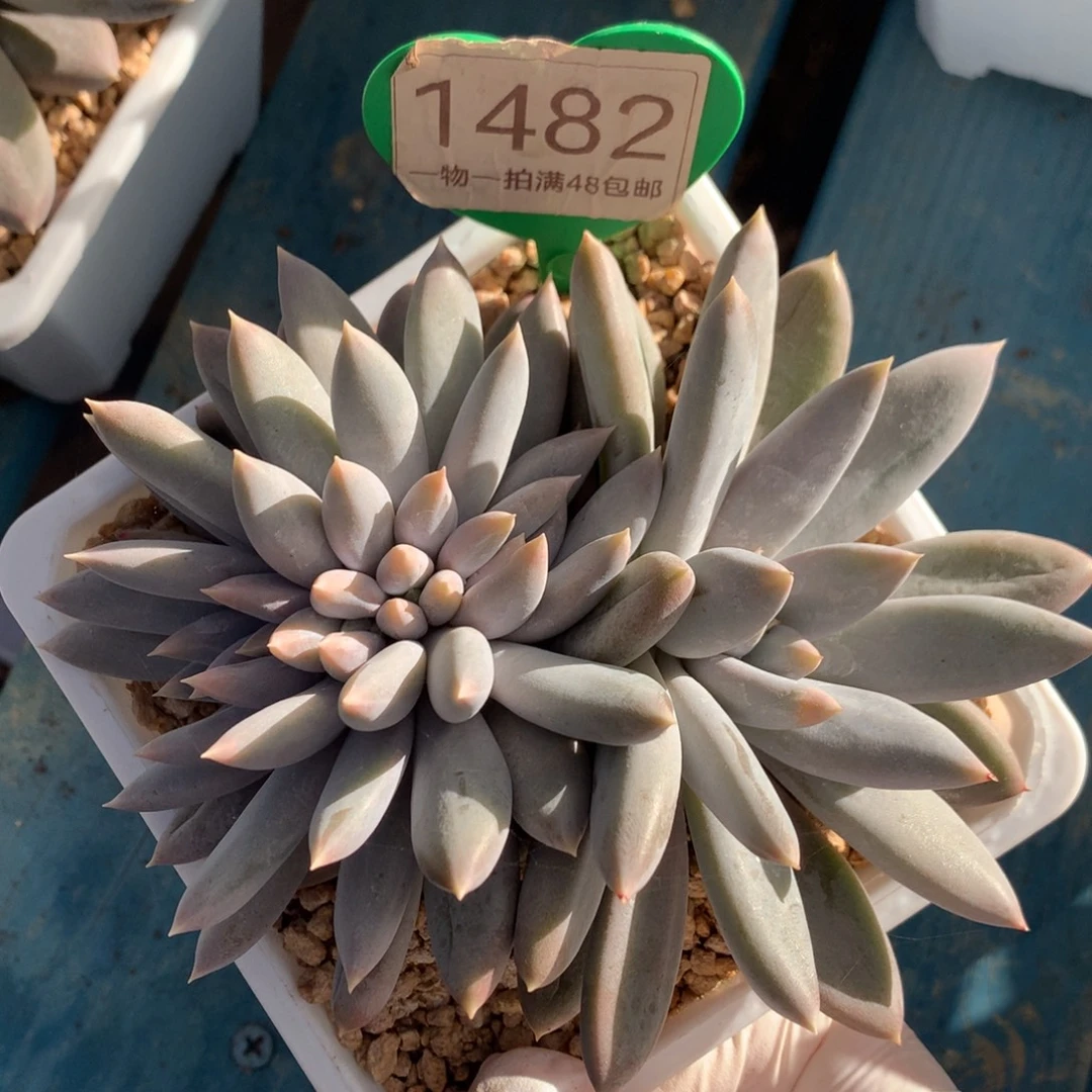 彩体哥特萝莉缀化1482