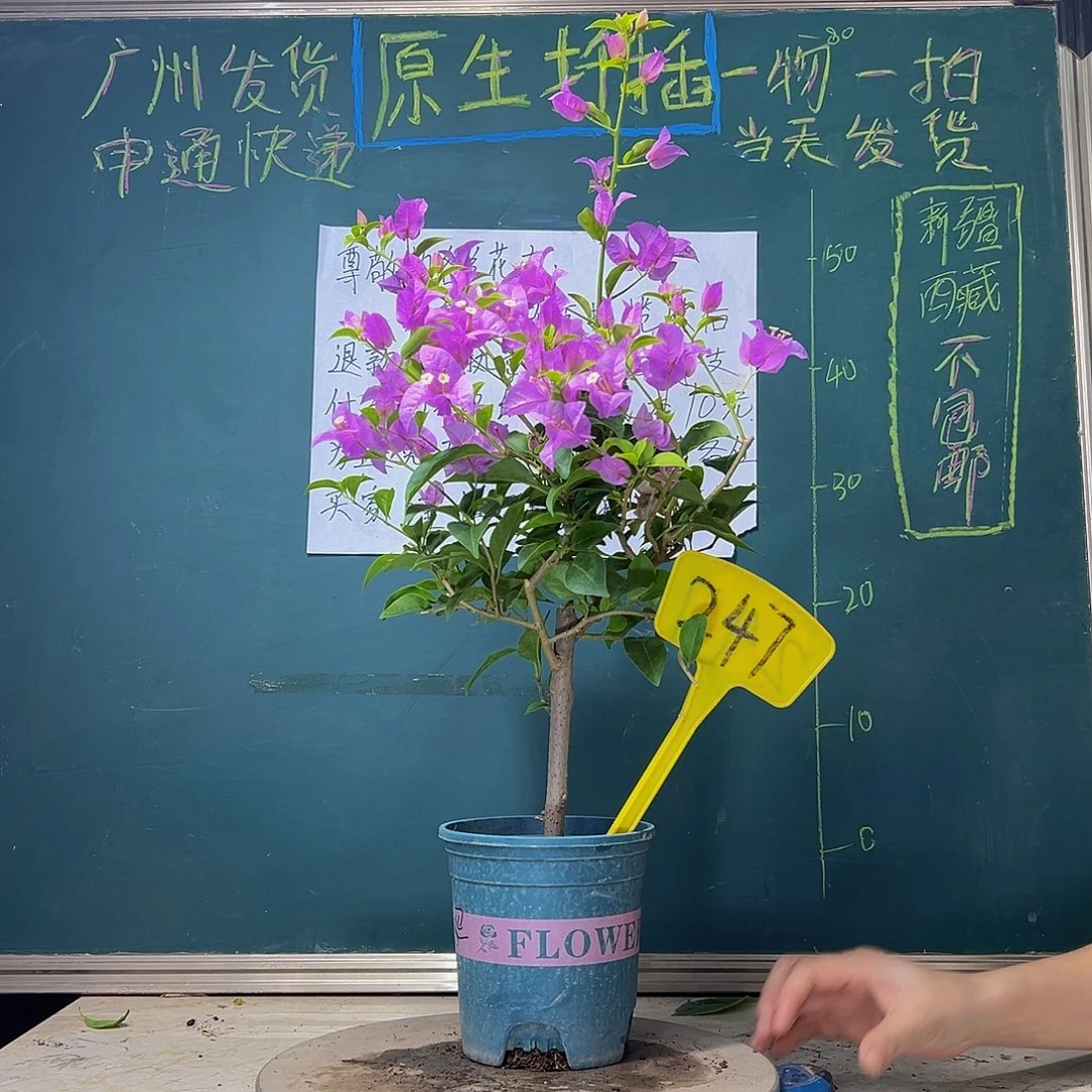 当前无花栽培后可以开花  巴西紫 有瑕疵  247