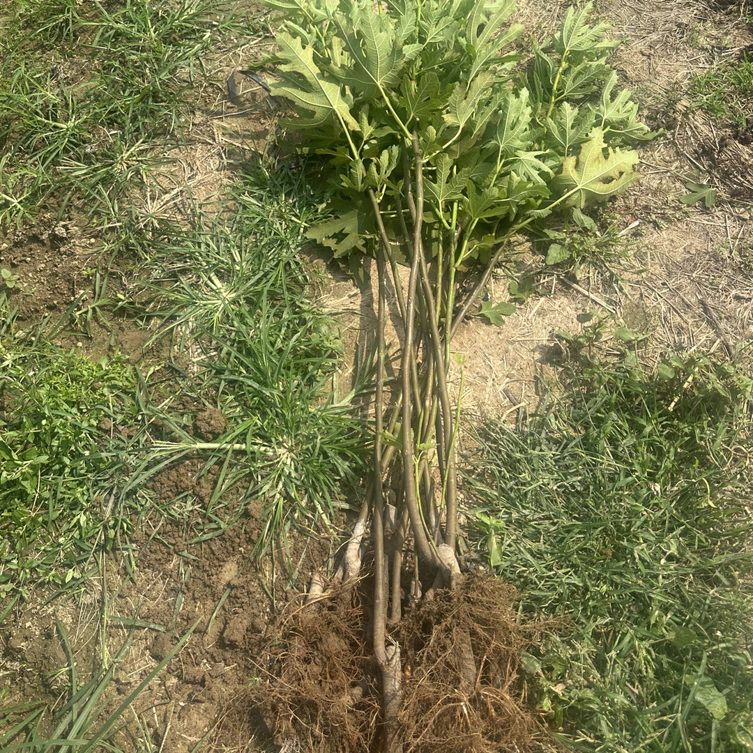 无花果苗裸根砧木包邮发货【十棵装】