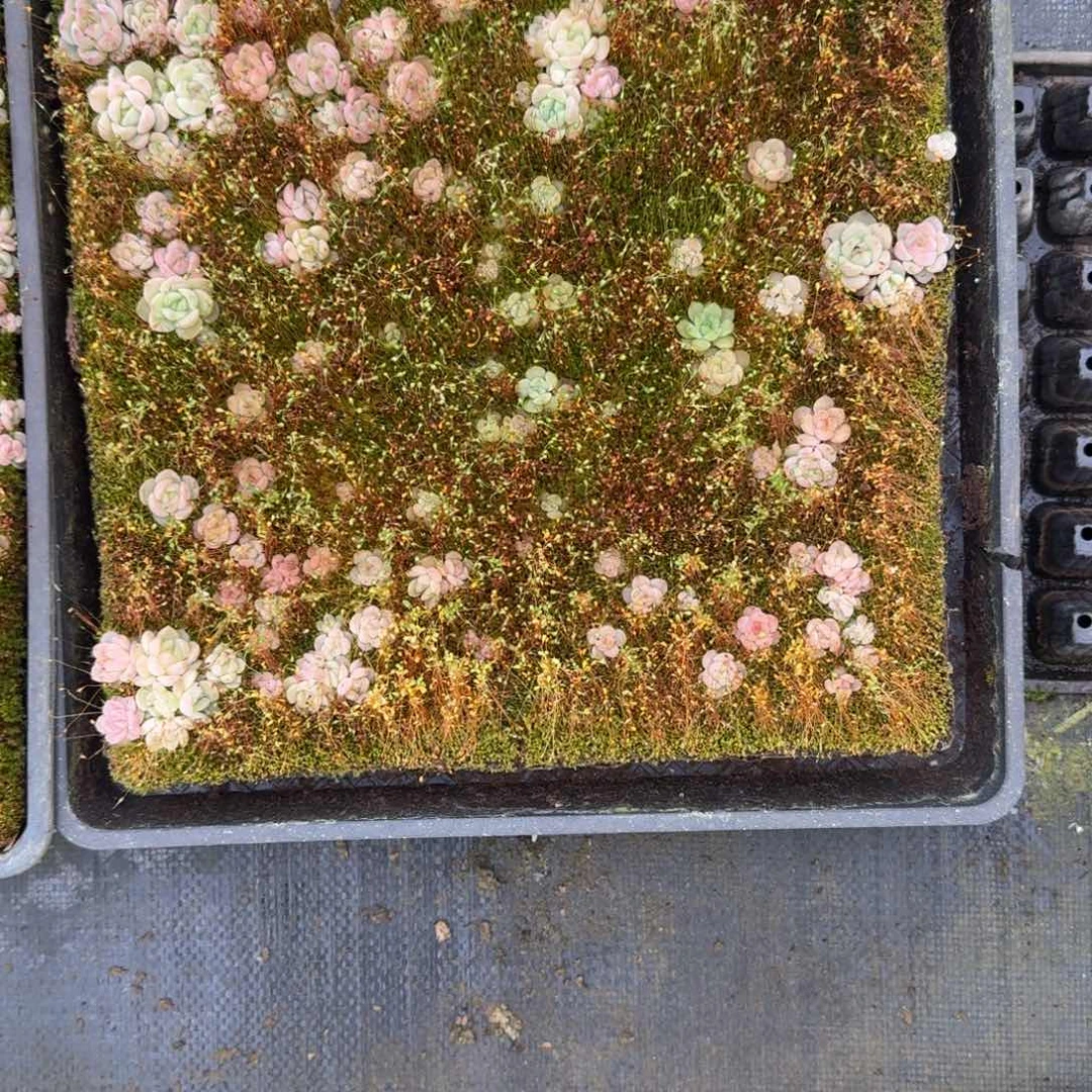 蔓*多肉杂交一物一拍20-7