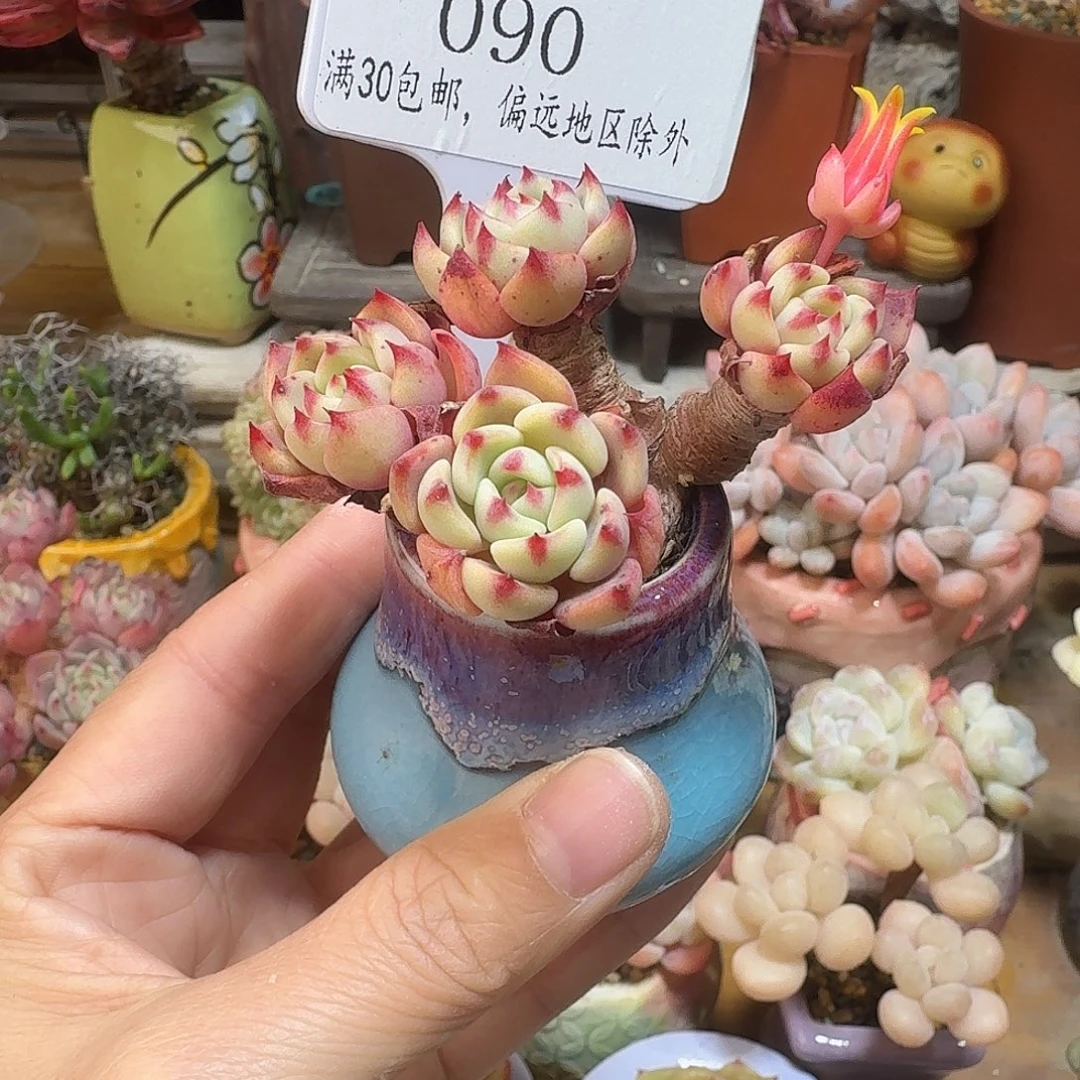 090 多肉含盆土 30元包邮非偏远