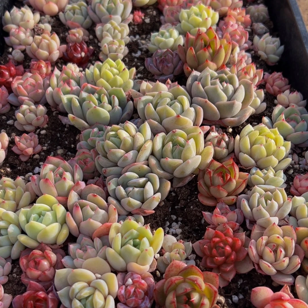 749多肉葡萄领导人物