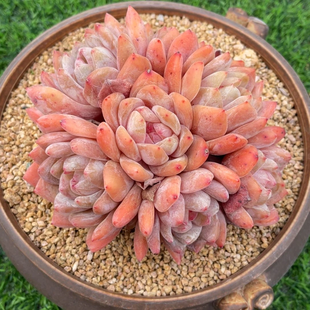 韩橙 手捧花 多肉植物