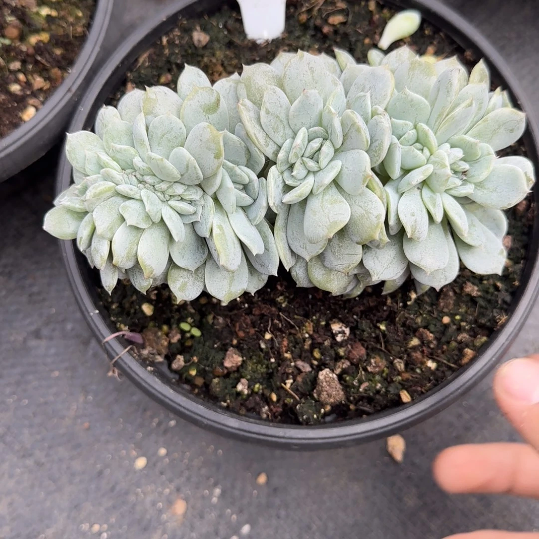 一物一拍劳林缀40