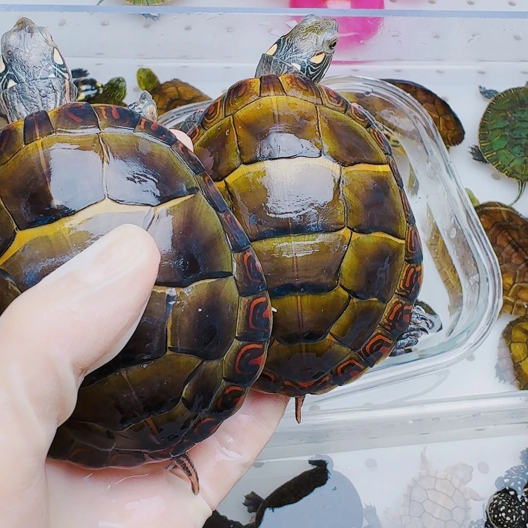 繁***y母绿毛龟2222222222