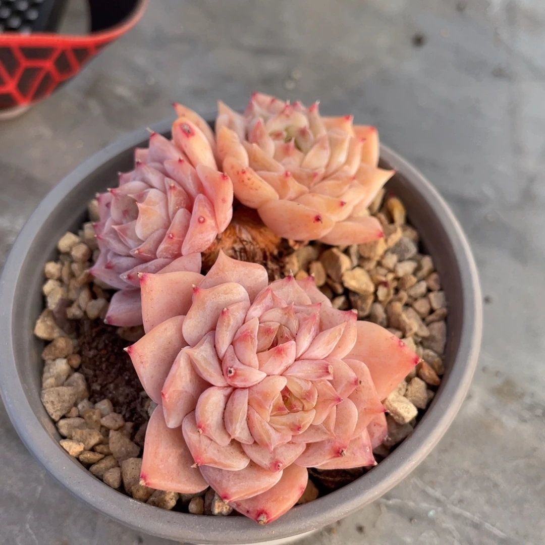 糖心冰魄双心老桩