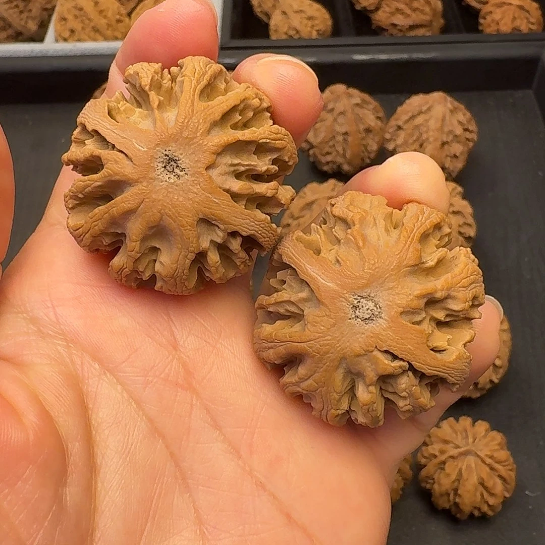 核桃突突突突我来拉踩一下