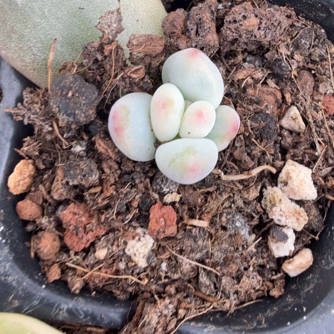 无名盲盒多肉锦植物