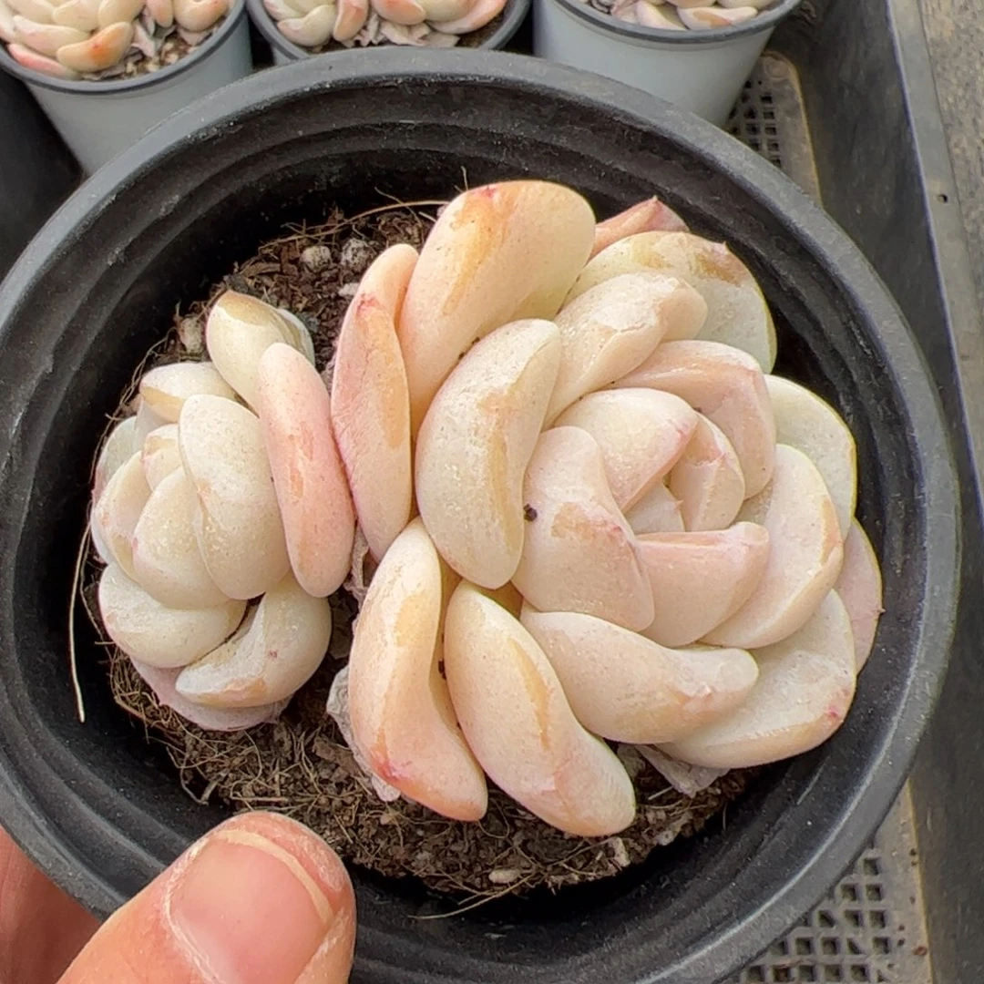 一****Y207 多肉植物组合盆栽